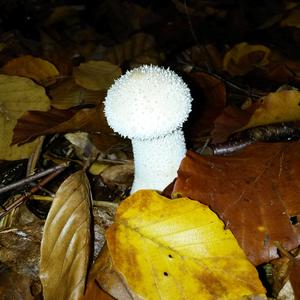 Pestle-shaped Puffball