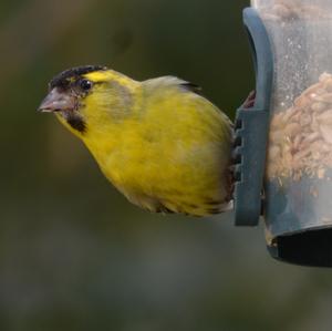 Eurasian Siskin