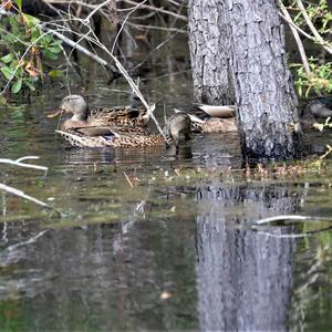 Stockente