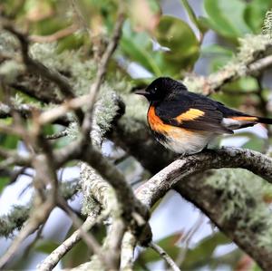 American Redstart