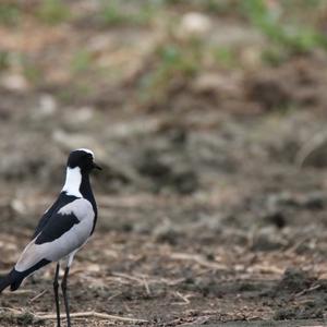 Blacksmith Lapwing