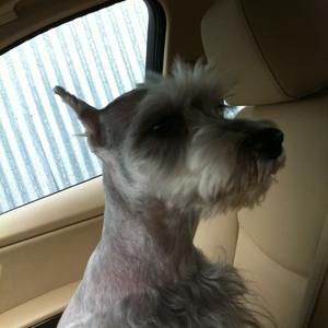 Unknown Breed