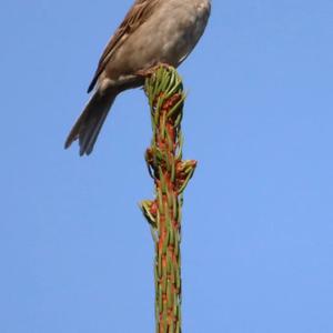 House Sparrow