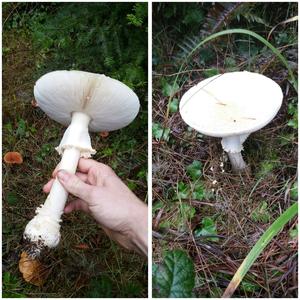 Destroying Angel