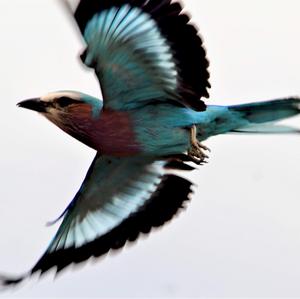 Lilac-breasted Roller