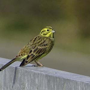 Yellowhammer