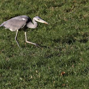 Grey Heron