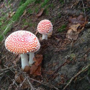 Fly Agaric