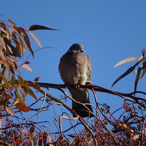 Common Wood-pigeon