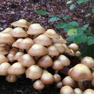 Changing Pholiota