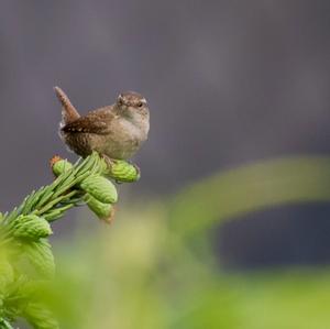 Winter Wren