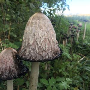 Shaggy Mane