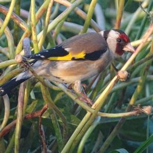 European Goldfinch