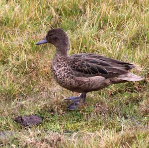 Andean Teal