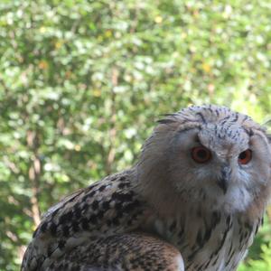 Eurasian Eagle-owl