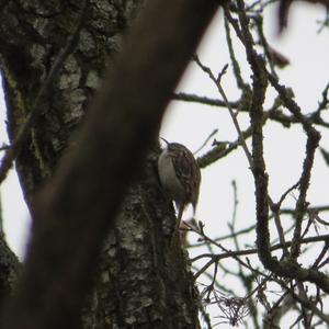 Eurasian Treecreeper