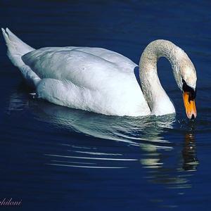 Mute Swan