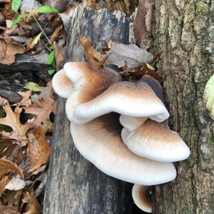 Resinous Polypore