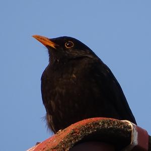 Eurasian Blackbird