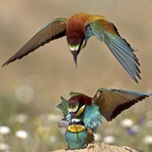 European Bee-eater