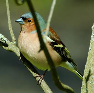 Eurasian Chaffinch