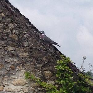 Common Wood-pigeon