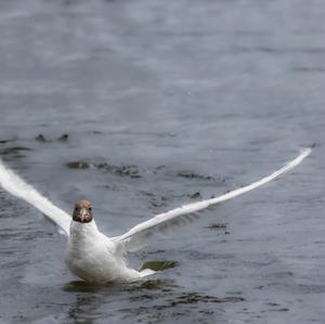 Herring Gull