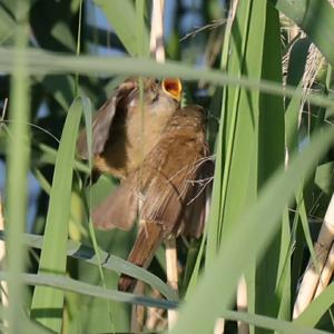 Eurasian Reed-warbler