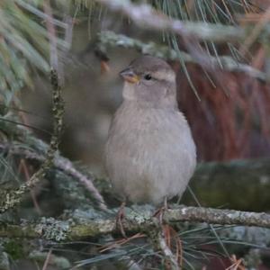 Eurasian Chaffinch