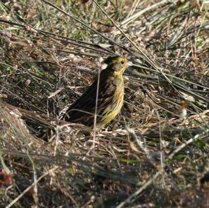 Yellowhammer