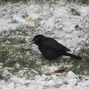 Common Grackle