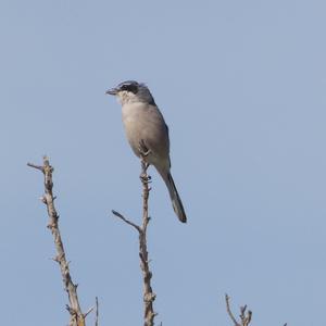 Great Grey Shrike