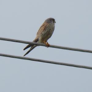 Common Kestrel