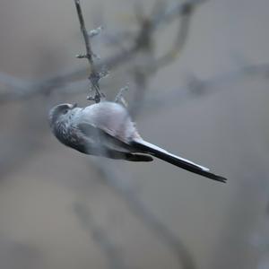 Long-tailed Tit