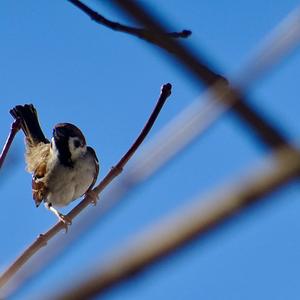 Eurasian Tree Sparrow