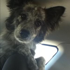 Unknown Breed
