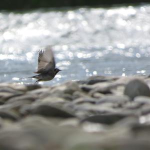 White Wagtail