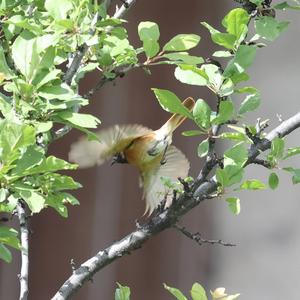 Common Redstart