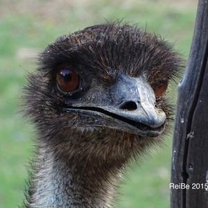 Ostrich