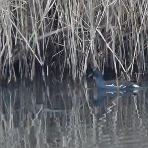 Common Moorhen