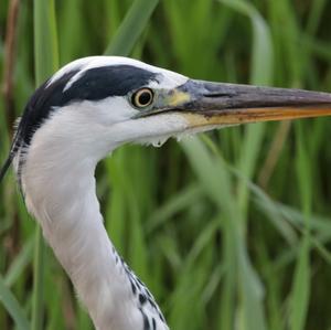 Grey Heron