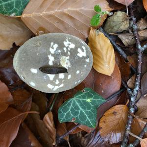 Gem-studded Puffball