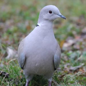 Eurasian Collared-dove