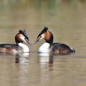 Great Crested Grebe