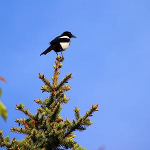 Black-billed Magpie