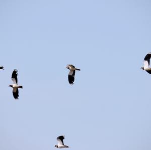 Northern Lapwing