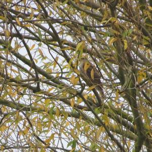 Eurasian Sparrowhawk