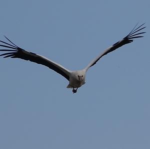 White Stork