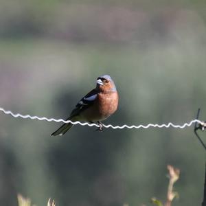 Eurasian Chaffinch