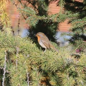 European Robin